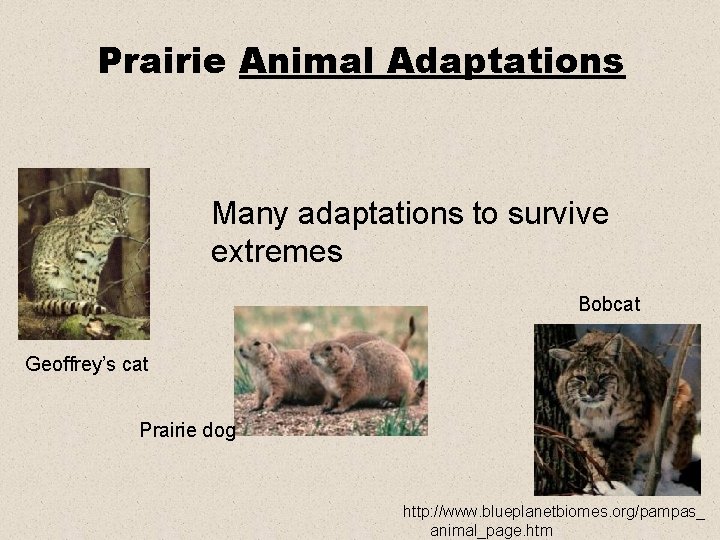 Prairie Animal Adaptations Many adaptations to survive extremes Bobcat Geoffrey’s cat Prairie dog http: