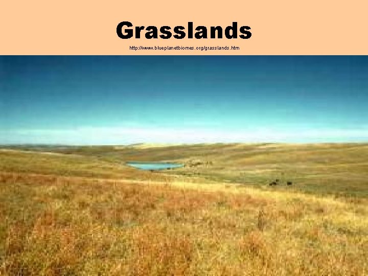 Grasslands http: //www. blueplanetbiomes. org/grasslands. htm 