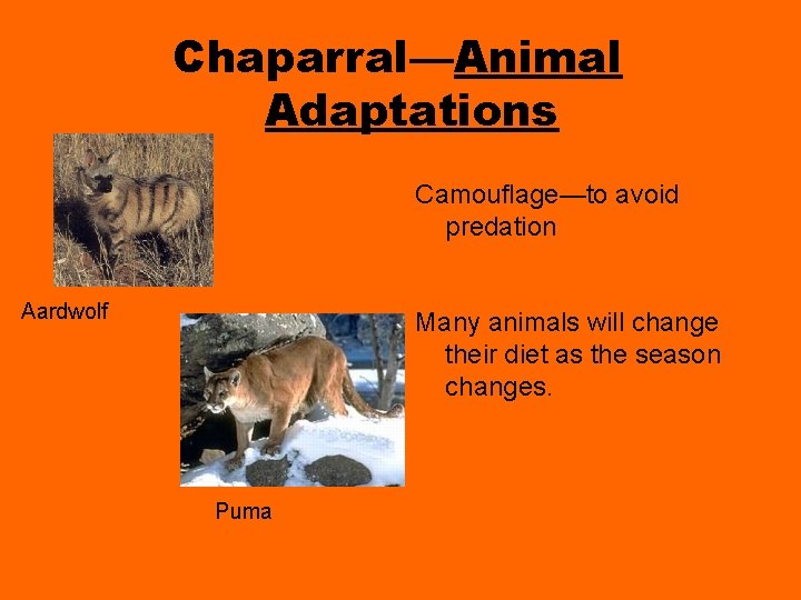 Chaparral—Animal Adaptations Camouflage—to avoid predation Aardwolf Many animals will change their diet as the