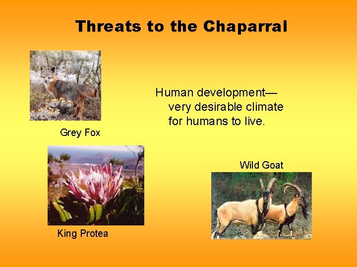 Threats to the Chaparral Grey Fox Human development— very desirable climate for humans to