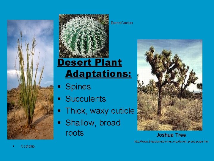 Barrel Cactus Desert Plant Adaptations: § § Spines Succulents Thick, waxy cuticle Shallow, broad