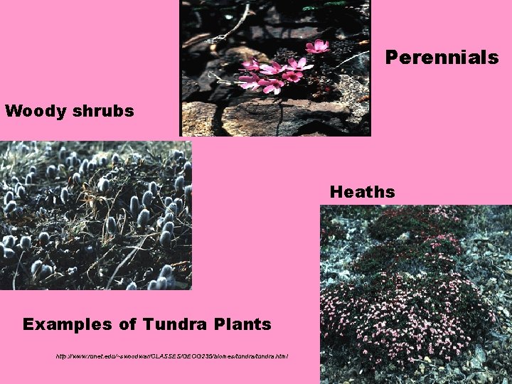 Perennials Woody shrubs Heaths Examples of Tundra Plants http: //www. runet. edu/~swoodwar/CLASSES/GEOG 235/biomes/tundra. html