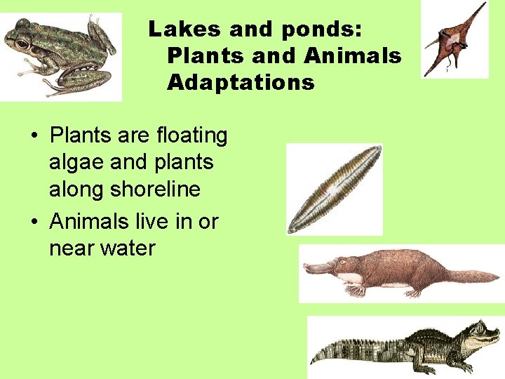 Lakes and ponds: Plants and Animals Adaptations • Plants are floating algae and plants