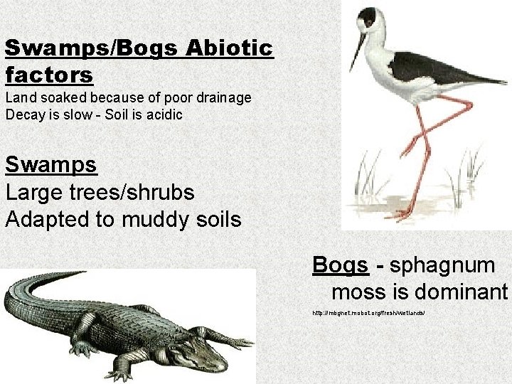 Swamps/Bogs Abiotic factors Land soaked because of poor drainage Decay is slow - Soil