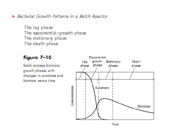 Ø Bacterial Growth Patterns in a Batch Reactor The The lag phase exponential-growth phase