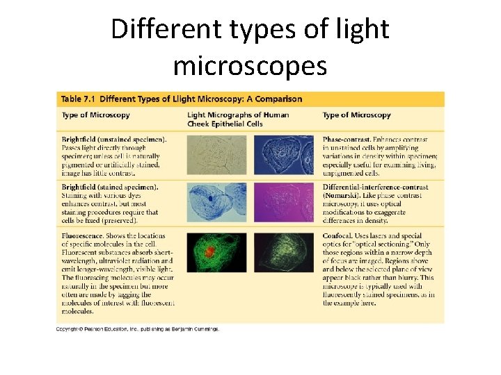Different types of light microscopes 