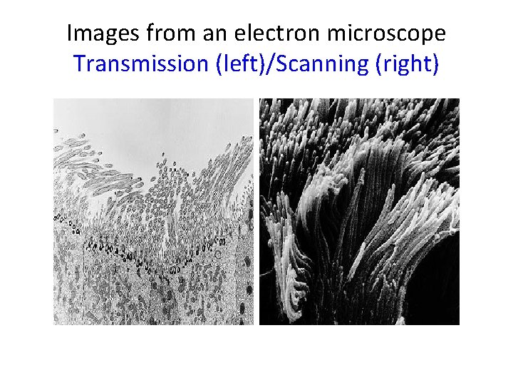 Images from an electron microscope Transmission (left)/Scanning (right) 