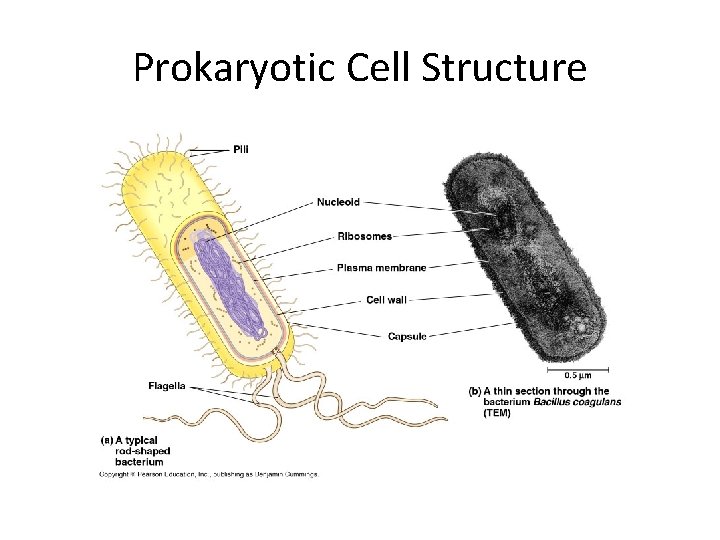Prokaryotic Cell Structure 