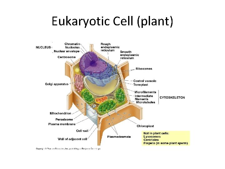 Eukaryotic Cell (plant) 