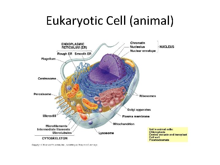 Eukaryotic Cell (animal) 