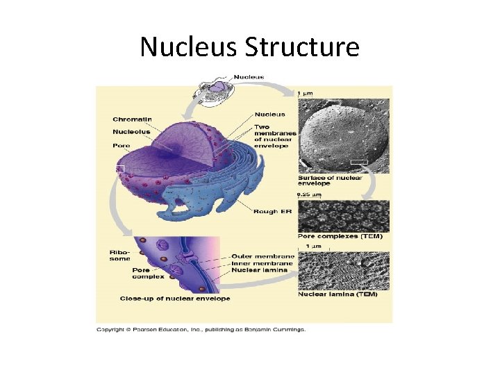 Nucleus Structure 