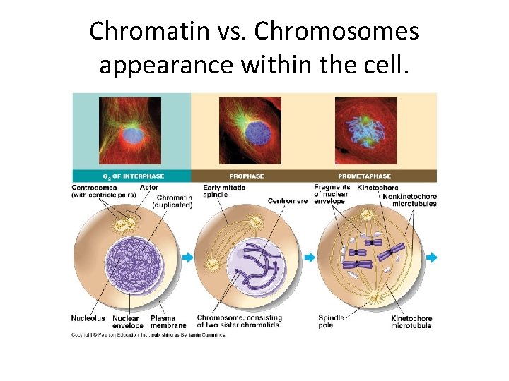 Chromatin vs. Chromosomes appearance within the cell. 
