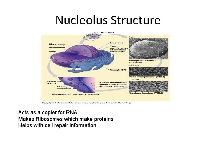 Nucleolus Structure Acts as a copier for RNA Makes Ribosomes which make proteins Helps