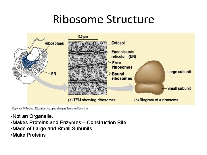 Ribosome Structure • Not an Organelle. • Makes Proteins and Enzymes – Construction Site