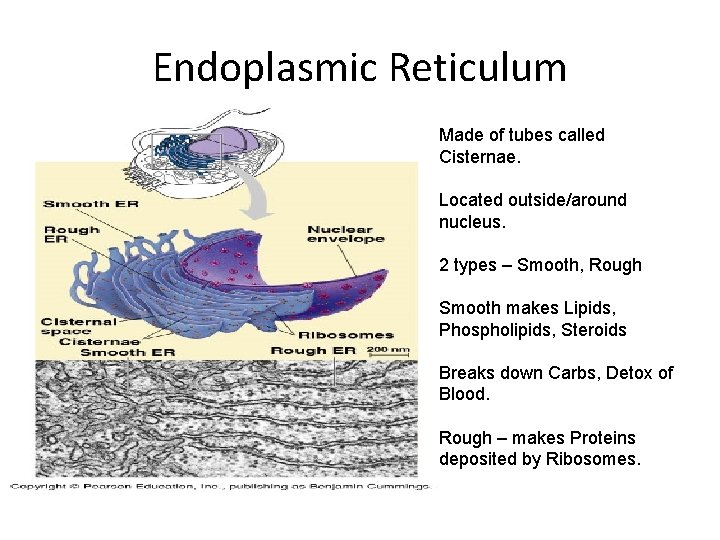 Endoplasmic Reticulum Made of tubes called Cisternae. Located outside/around nucleus. 2 types – Smooth,