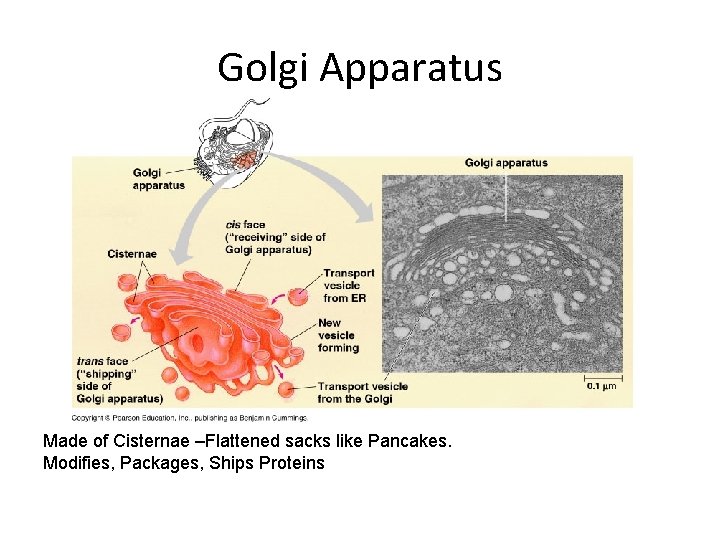 Golgi Apparatus Made of Cisternae –Flattened sacks like Pancakes. Modifies, Packages, Ships Proteins 