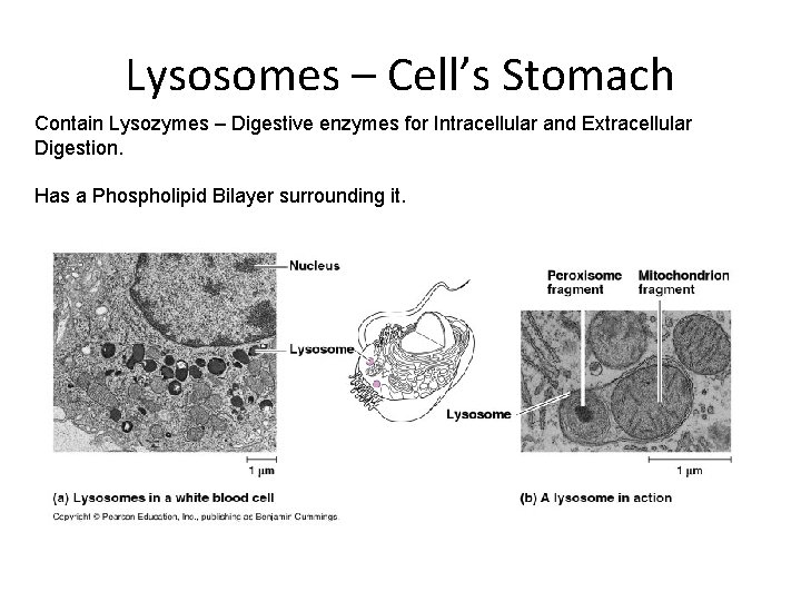 Lysosomes – Cell’s Stomach Contain Lysozymes – Digestive enzymes for Intracellular and Extracellular Digestion.