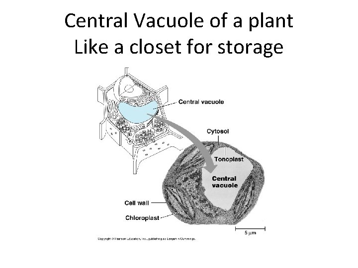 Central Vacuole of a plant Like a closet for storage 