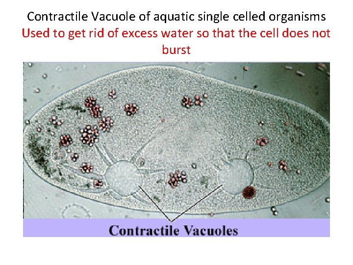 Contractile Vacuole of aquatic single celled organisms Used to get rid of excess water