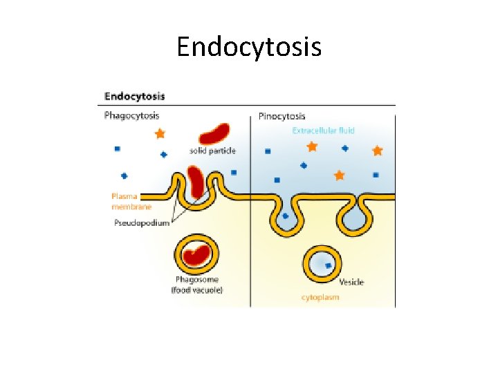 Endocytosis 