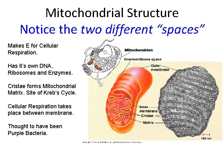 Mitochondrial Structure Notice the two different “spaces” Makes E for Cellular Respiration. Has it’s
