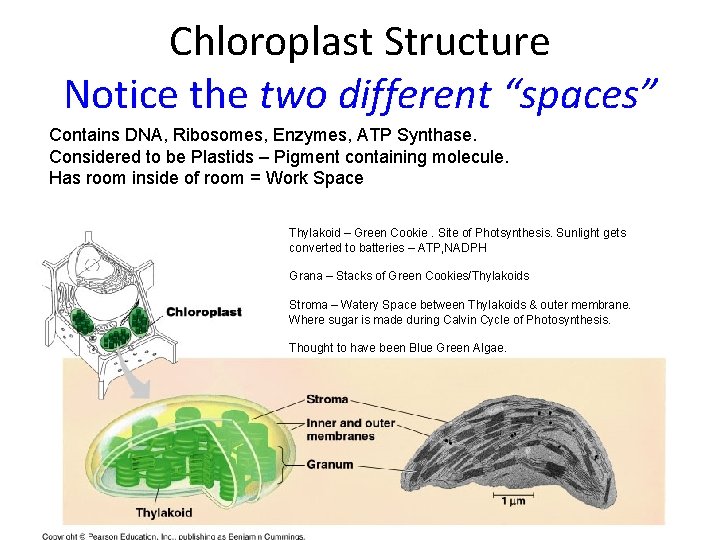 Chloroplast Structure Notice the two different “spaces” Contains DNA, Ribosomes, Enzymes, ATP Synthase. Considered