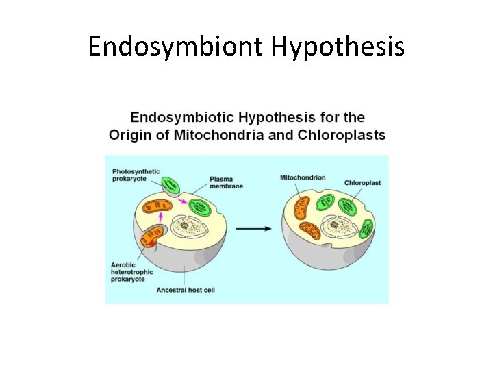 Endosymbiont Hypothesis 