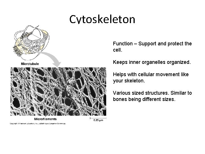 Cytoskeleton Function – Support and protect the cell. Keeps inner organelles organized. Helps with