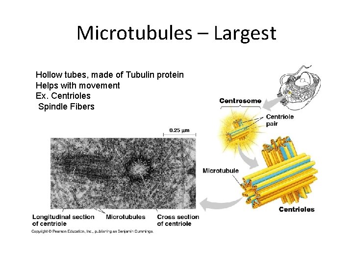 Microtubules – Largest Hollow tubes, made of Tubulin protein Helps with movement Ex. Centrioles