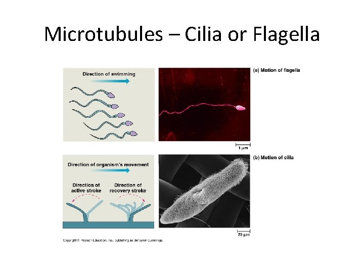 Microtubules – Cilia or Flagella 