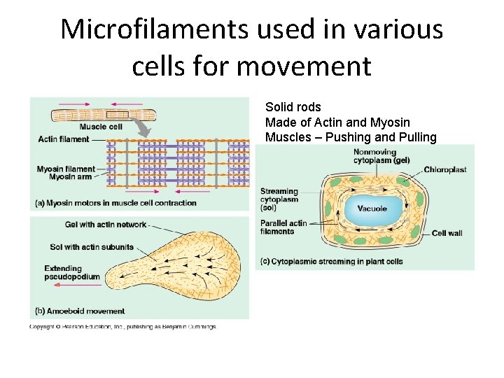 Microfilaments used in various cells for movement Solid rods Made of Actin and Myosin