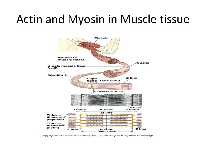 Actin and Myosin in Muscle tissue 