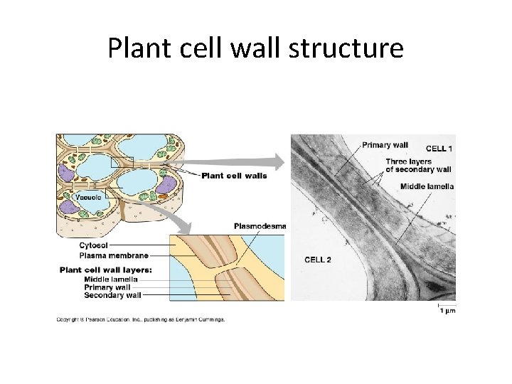 Plant cell wall structure 