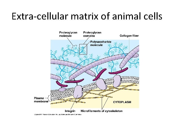 Extra-cellular matrix of animal cells 