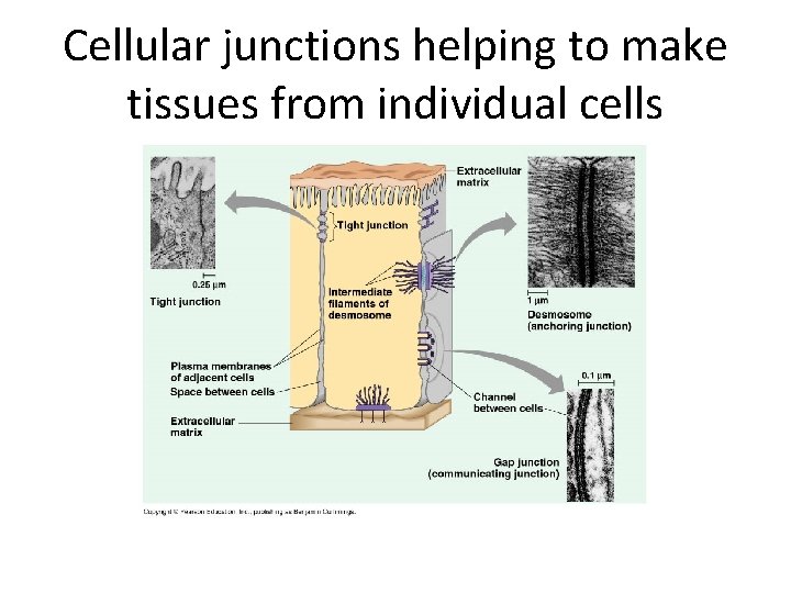 Cellular junctions helping to make tissues from individual cells 