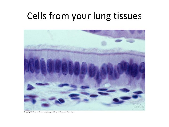 Cells from your lung tissues 