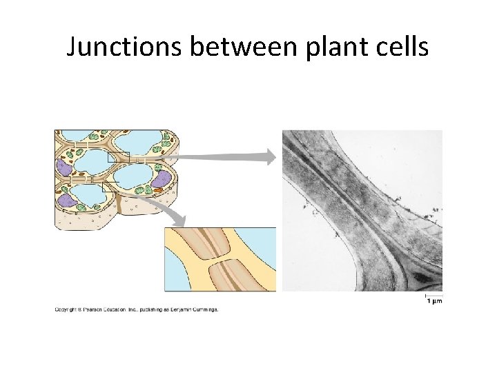 Junctions between plant cells 