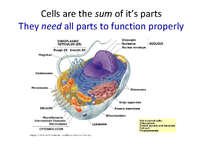 Cells are the sum of it’s parts They need all parts to function properly