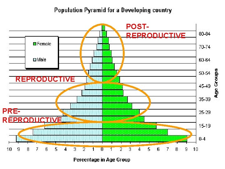 POSTREPRODUCTIVE PREREPRODUCTIVE 