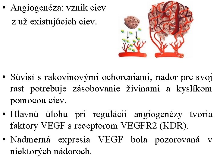  • Angiogenéza: vznik ciev z už existujúcich ciev. • Súvisí s rakovinovými ochoreniami,