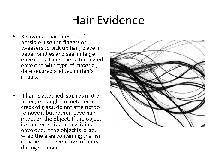 Hair Evidence • Recover all hair present. If possible, use the fingers or tweezers