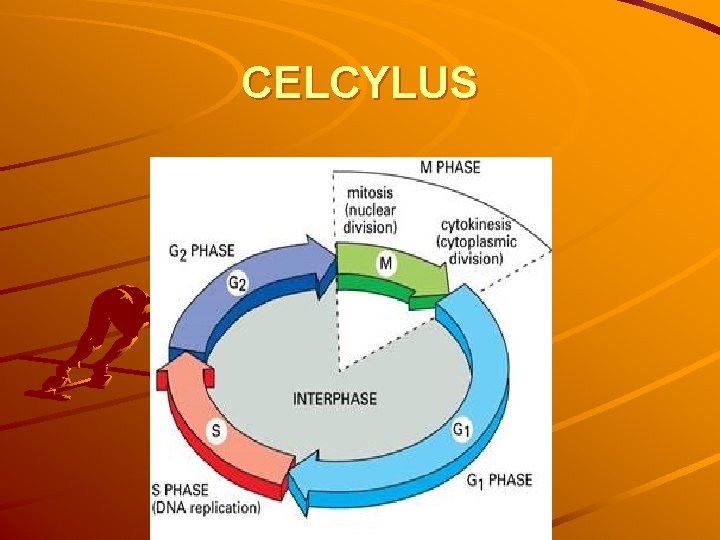 CELCYLUS 