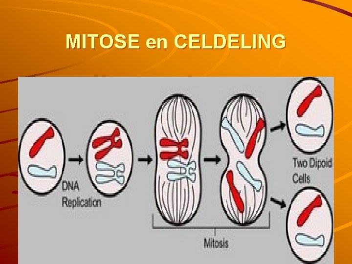 MITOSE en CELDELING 