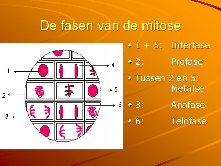 De fasen van de mitose 1 + 5: Interfase 2: Profase Tussen 2 en