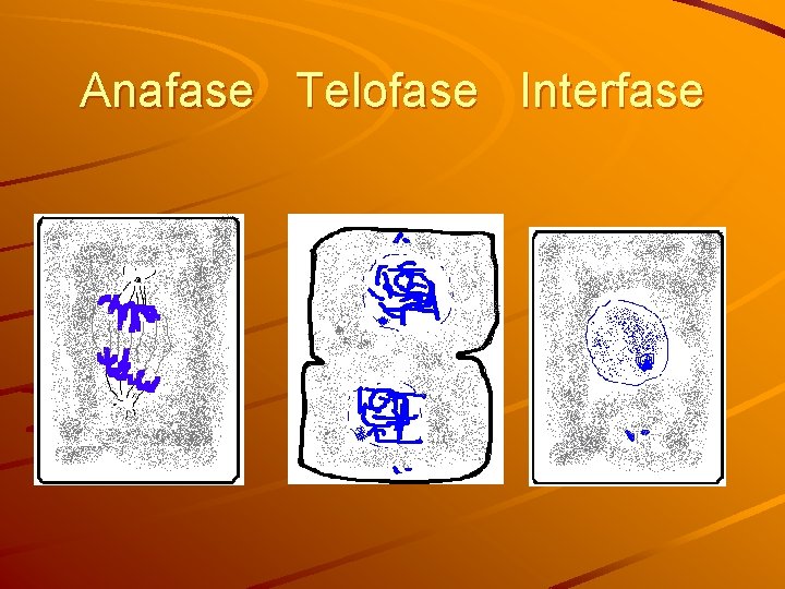 Anafase Telofase Interfase 