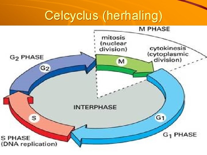 Celcyclus (herhaling) 