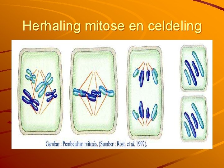 Herhaling mitose en celdeling 