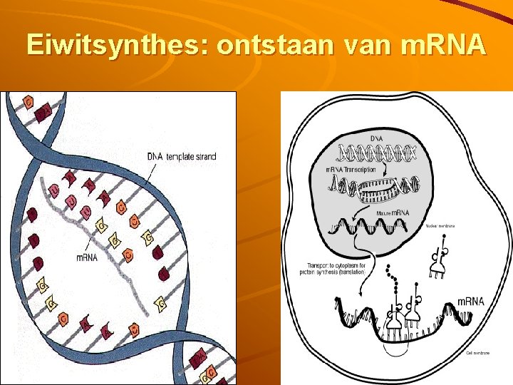 Eiwitsynthes: ontstaan van m. RNA 