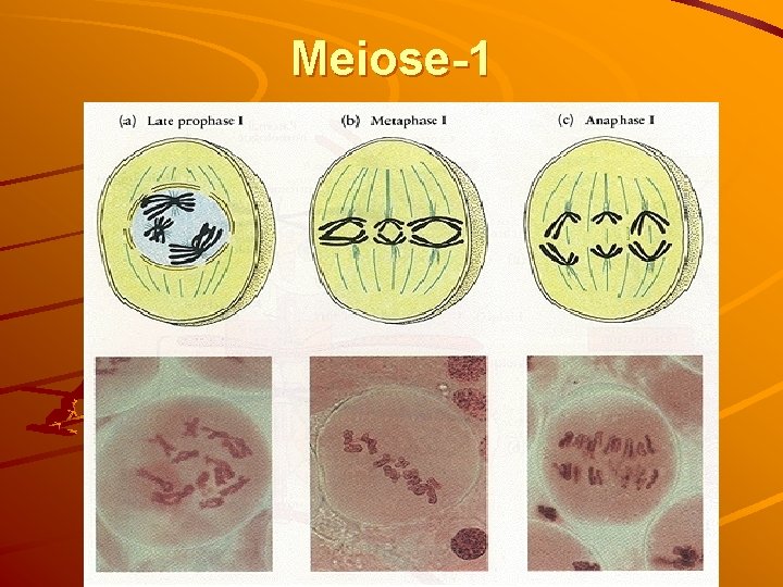 Meiose-1 