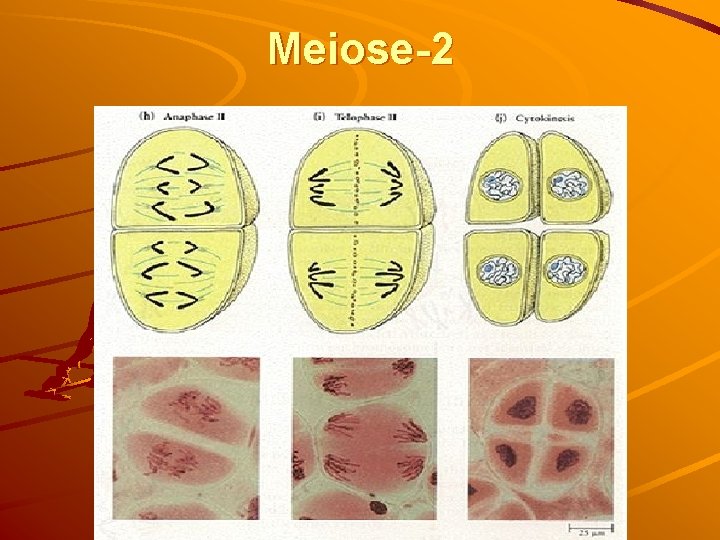 Meiose-2 